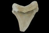 Serrated, Fossil Chubutensis Tooth - Aurora, North Carolina #179800-1